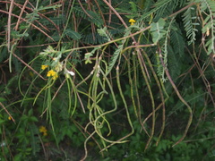 Sesbania cannabina