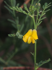 Sesbania cannabina