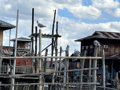 Chroicocephalus brunnicephalus