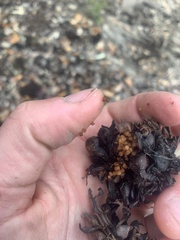 Kopsiopsis strobilacea