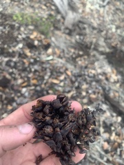 Kopsiopsis strobilacea