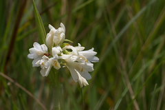 Eulophia leontoglossa