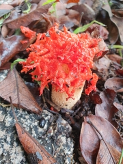 Lysurus corallocephalus