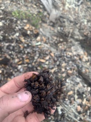 Kopsiopsis strobilacea