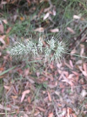 Echinopogon caespitosus