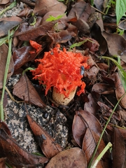 Lysurus corallocephalus