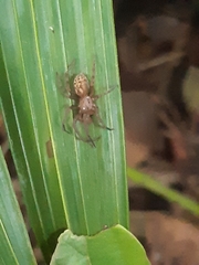 Neoscona theisi
