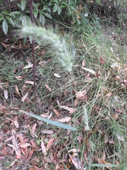 Echinopogon caespitosus