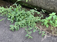 Alternanthera ficoidea