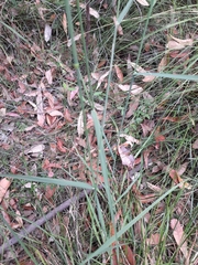 Echinopogon caespitosus