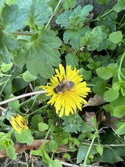 Apis mellifera