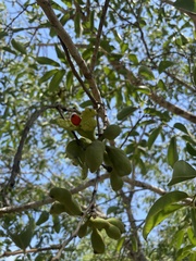 Annonaceae