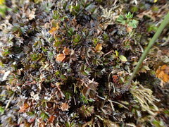 Acaena microphylla pauciglochidiata