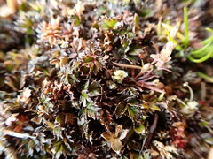 Acaena microphylla pauciglochidiata