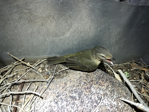 iNaturalist observation photo of Western Warbling Vireo