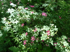 Rosa acicularis