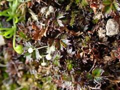Acaena microphylla pauciglochidiata