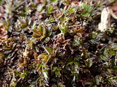 Acaena microphylla pauciglochidiata