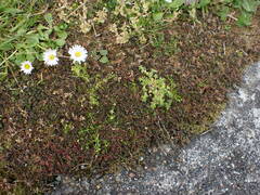 Acaena microphylla pauciglochidiata