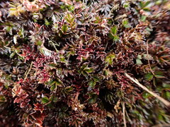 Acaena microphylla pauciglochidiata