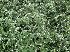 Alternanthera ficoidea