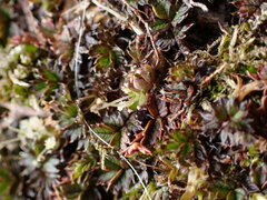 Acaena microphylla pauciglochidiata