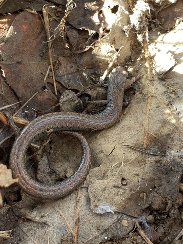 iNaturalist observation photo of California Slender Salamander