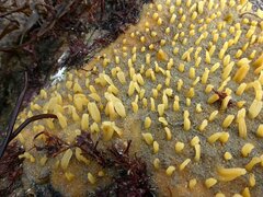 Polymastia penicillus