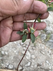 Gaudichaudia cynanchoides