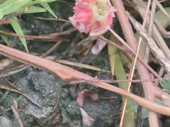 Indigofera hendecaphylla