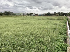 Alternanthera ficoidea