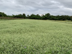 Alternanthera ficoidea