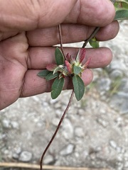Gaudichaudia cynanchoides