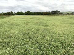 Alternanthera ficoidea