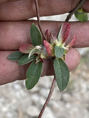 Gaudichaudia cynanchoides