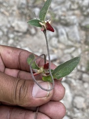 Gaudichaudia cynanchoides