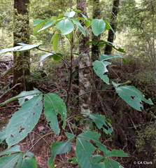 Pseudopanax colensoi