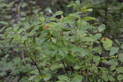 Lonicera utahensis