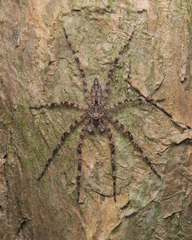 Pandercetes