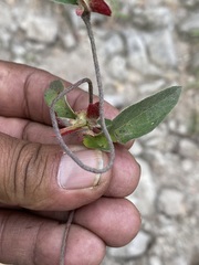 Gaudichaudia cynanchoides