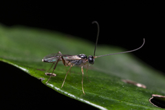 Oedemopsini