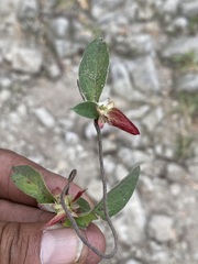 Gaudichaudia cynanchoides