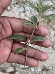 Gaudichaudia cynanchoides