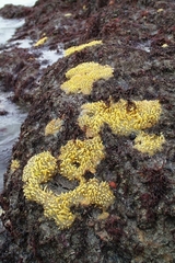 Polymastia penicillus