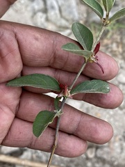 Gaudichaudia cynanchoides