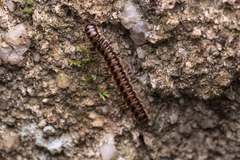 Helicorthomorpha holstii