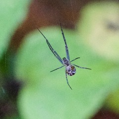 Leucauge dromedaria