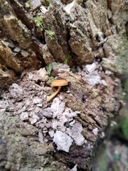 Phaeomarasmius proximans