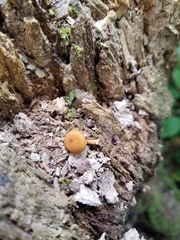 Phaeomarasmius proximans