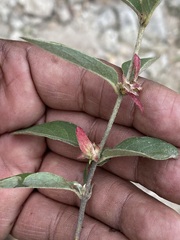Gaudichaudia cynanchoides